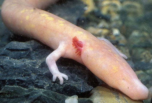 Our vertebrate relatives have evolved plenty of Jaw