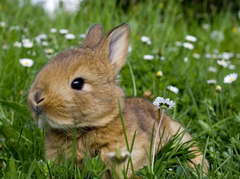 From rabbiting to killer shrimps: IAS (Part II) in detail – Earth Times