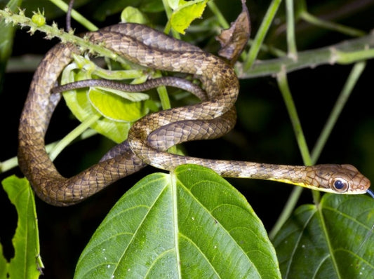 Reptiles finished off by habitat loss and so-called 'harvesting'