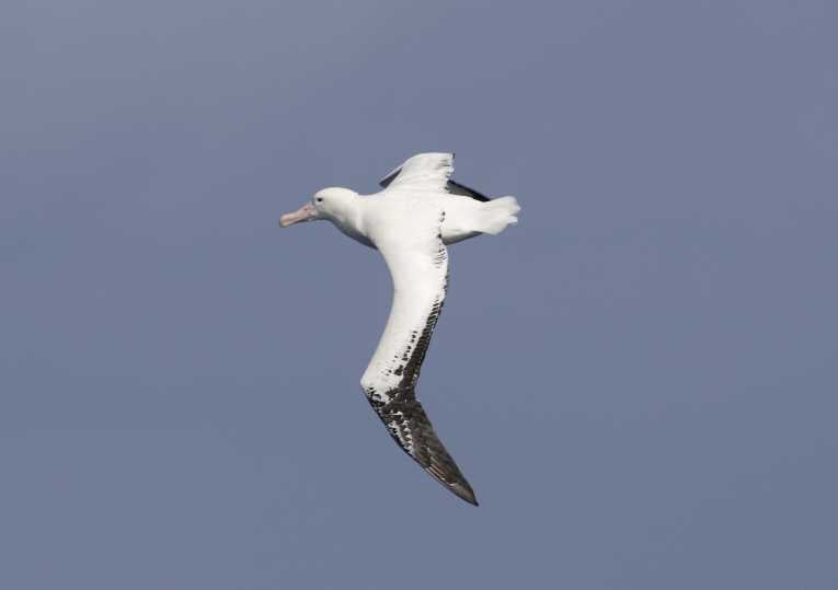 New research could save seabirds from fishing longlines