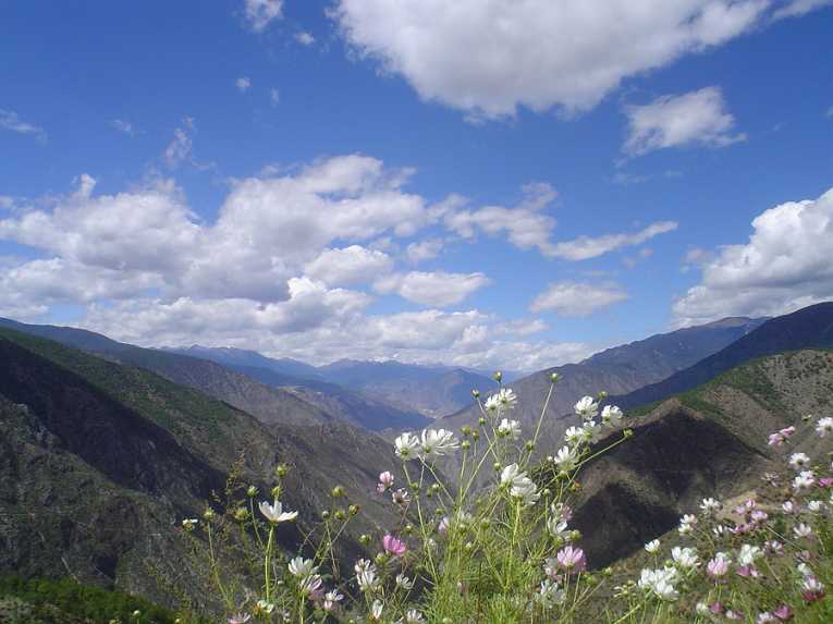 'Paper reserves' need fleshing out for China's flora to blossom