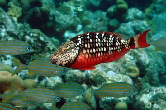 Reserves alone cannot stop biodiversity collapse