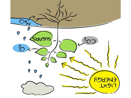 Great potential for reverse photosynthesis!