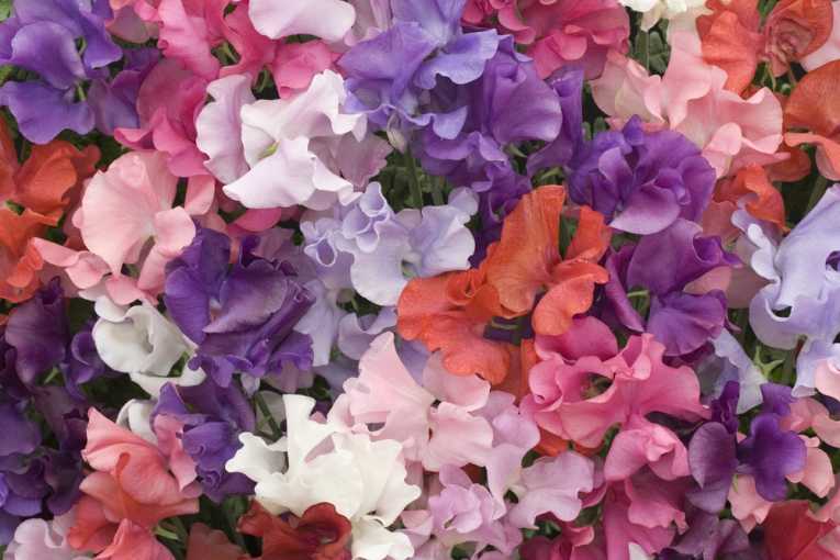 The Royal Horticultural Society Rules!