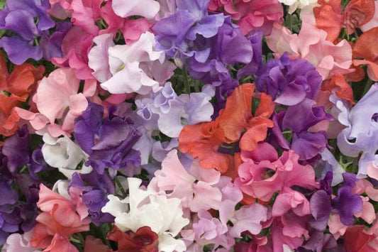 The Royal Horticultural Society Rules!