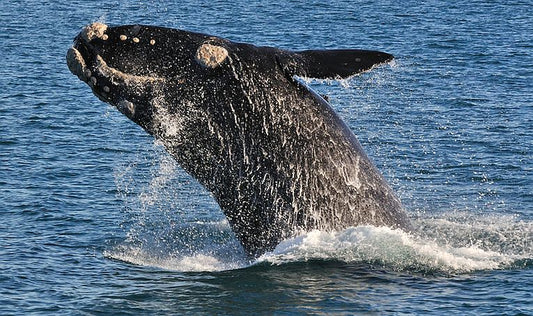 Whale evolution resolved, but only slightly.