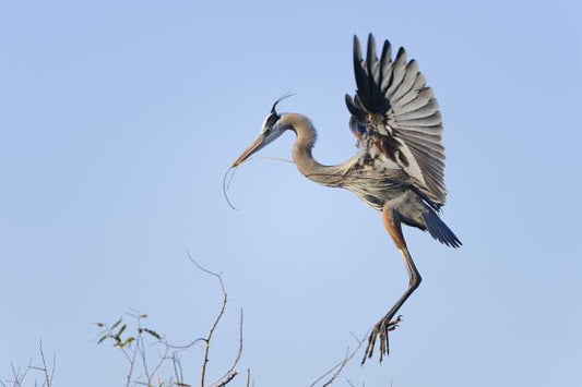 The RSPB Big Garden Birdwatch is back