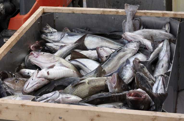 Russians join fight for sustainable fisheries