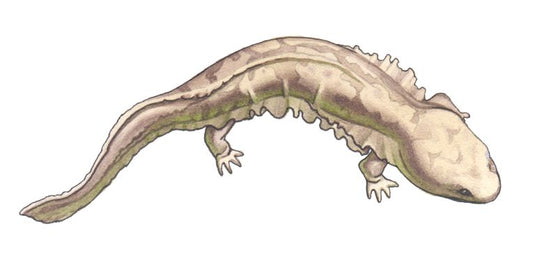 Endemic Giant Salamander Threat-from its Neighbour.