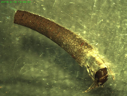 Stream insects live well in Yorkshire