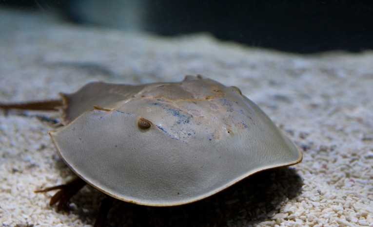 Save horseshoe crabs to save the red knot argues scientist