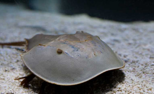 Save horseshoe crabs to save the red knot argues scientist
