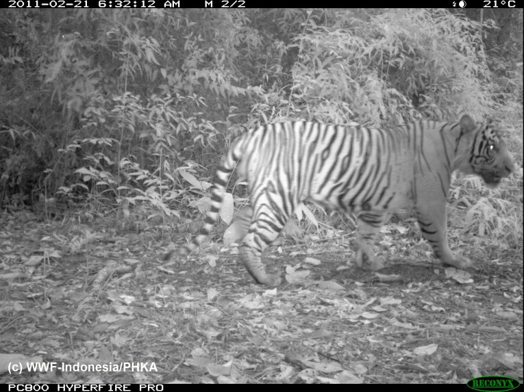 Save the forest for rare wild cats, says top charity