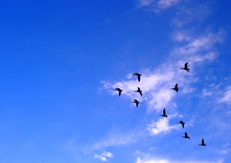 Nations 'need to work together' to save wildlife