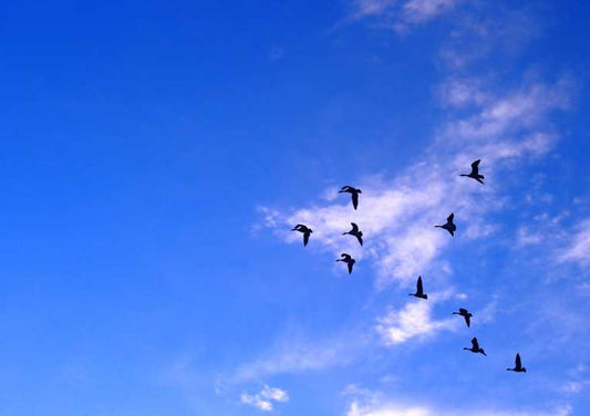 Nations 'need to work together' to save wildlife