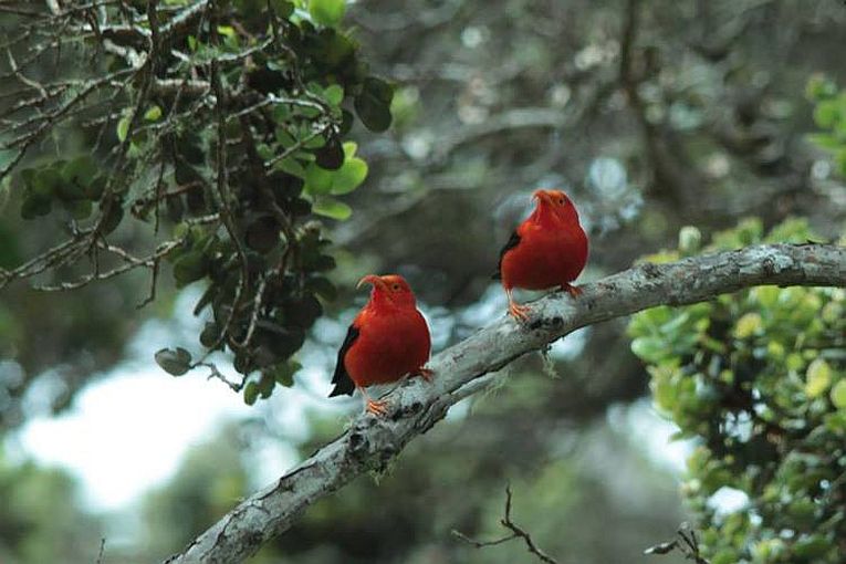 The Tempo of Evolution is revealed on Hawaii