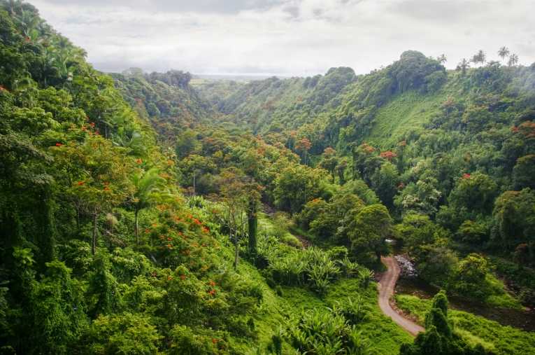 Success of the Children's Eternal Rainforest (or El Bosque Eterno de los Ninos)