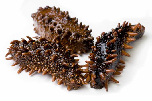 Sea cucumbers. A big future for this sea creature?