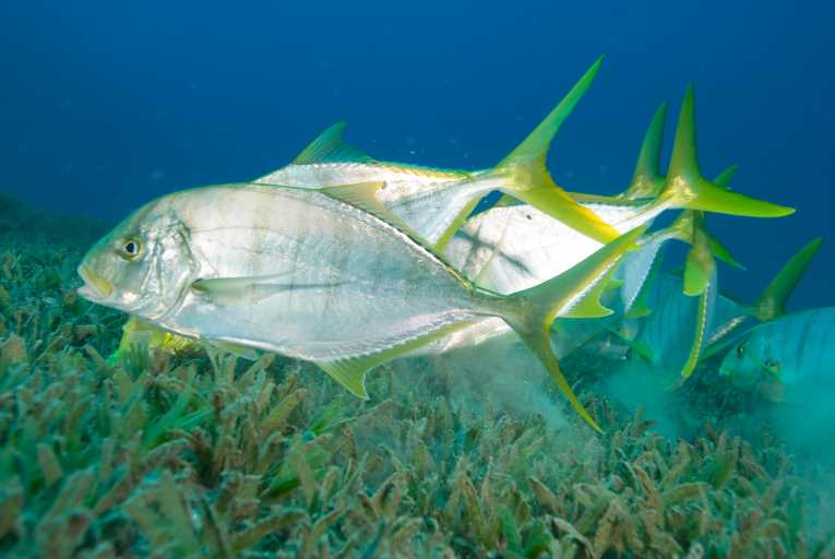 Keep off the seagrass! Why these vital grasses are vanishing