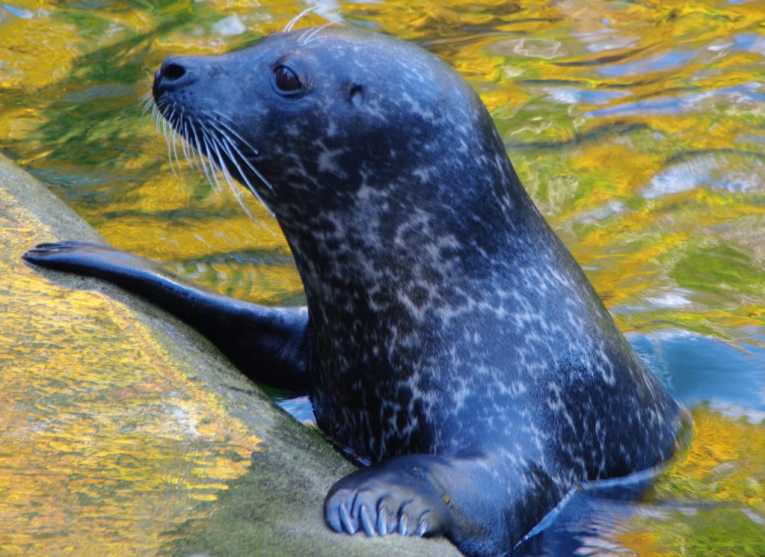 Rewards offered for information leading to conviction of seal killers