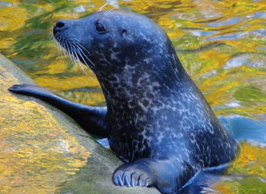 Rewards offered for information leading to conviction of seal killers