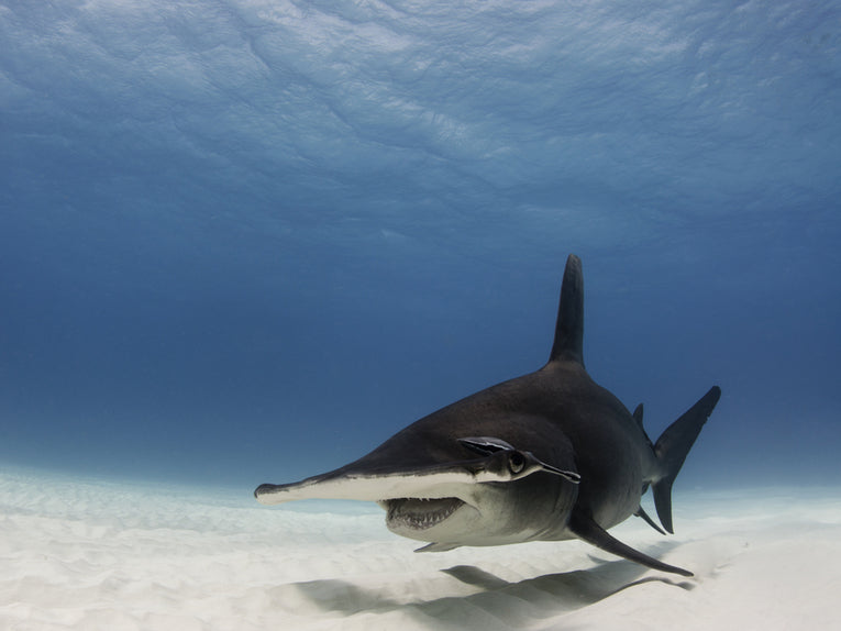 Shark Stewards Project Report