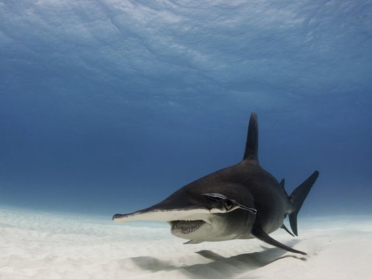 Shark Stewards Project Report