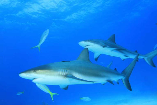 Sharks worth much more alive than dead