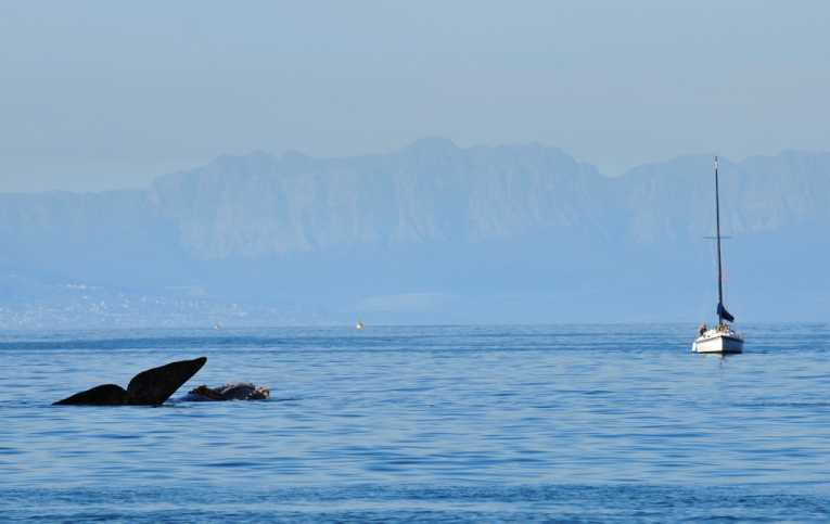 Ship noise 'can harm whales'