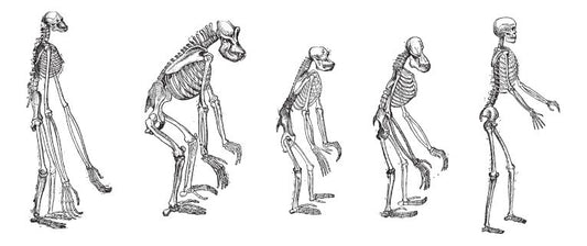 Humans are lightweights