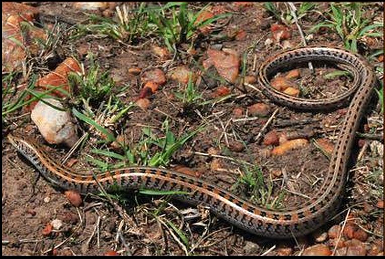 Evolution of placental lizards gave us advanced skinks,