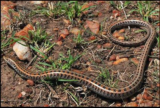 Evolution of placental lizards gave us advanced skinks,