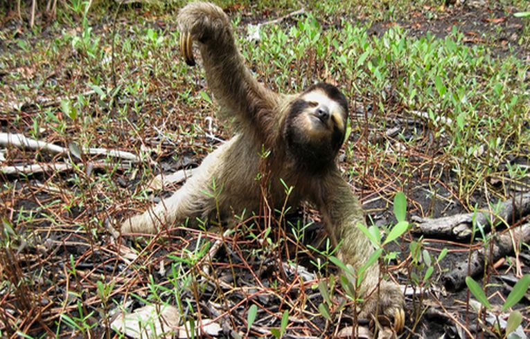 Swimming sloths with aquatic adaptations