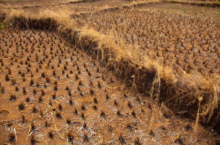 Slow-onset climate change could have 'potentially catastrophic' long-term impact on food production in the developed world