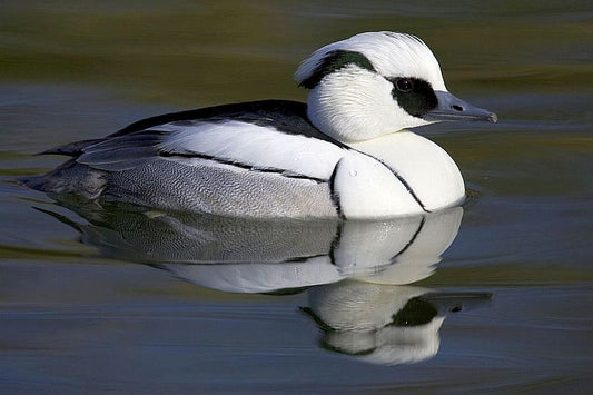 Waterbirds respond to global warming.