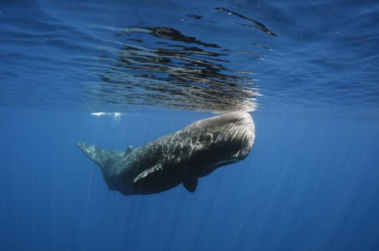 Sperm Whale (Physeter macrocephalus)
