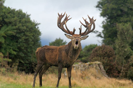 People and Deer: the diverse, diverting past.