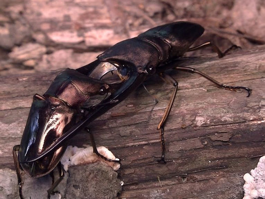 Weapons important for stag beetle evolution.