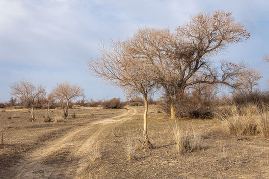 Nuclear Weapon Free Zone (CANWFZ) established 20 years after President Karimov’s initiative
