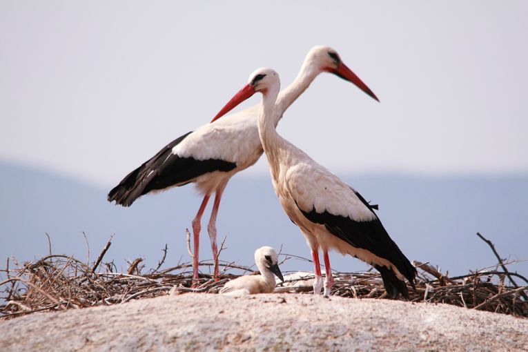 Stork Rica Stork Renaissance – Earth Times