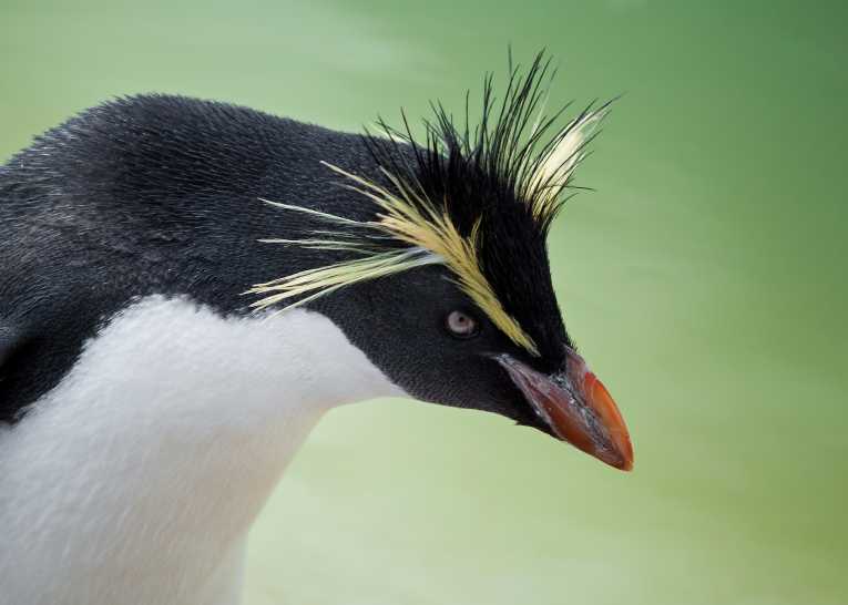 Stricken ship threatens environmental disaster, putting endangered wildlife at risk