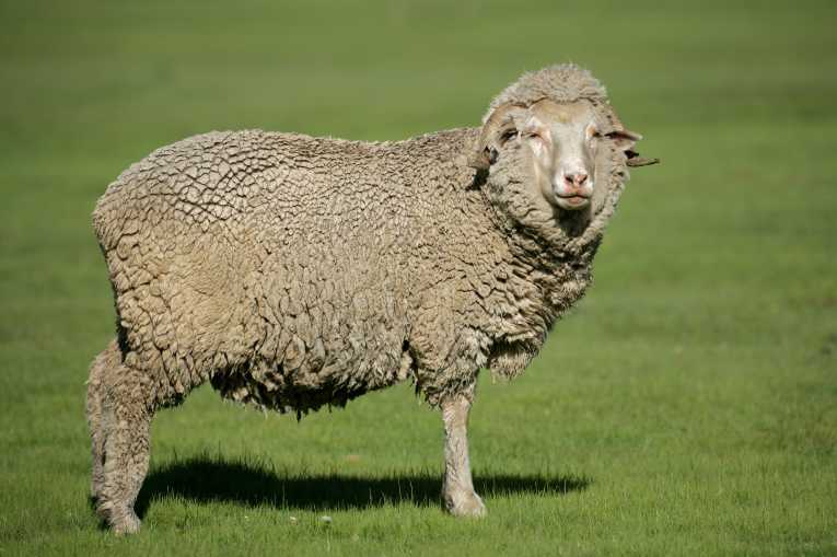 Sustainable textiles - the revival of wool