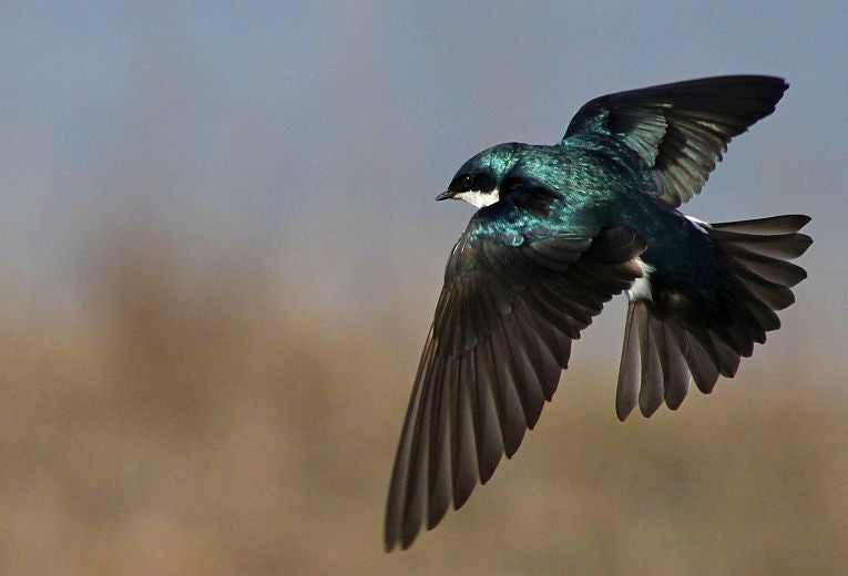 Climate Change drives early laying/hatching, but not only Temperature!