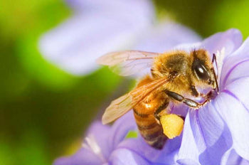 Taking the Plan Bee roads – Earth Times