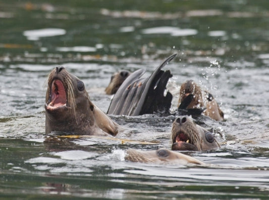 Life not so sweet for meat-eating mammals