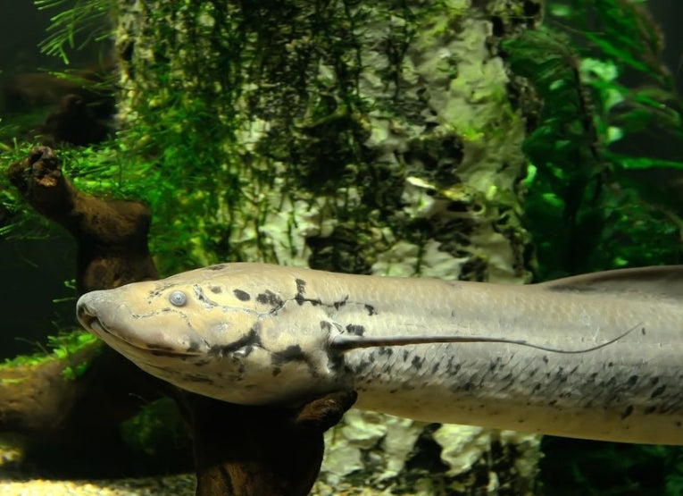 How did we first walk?