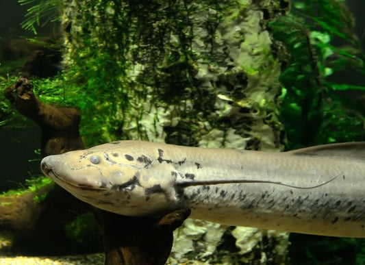 How did we first walk?