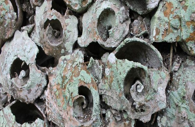 This trash blog is ecological gold