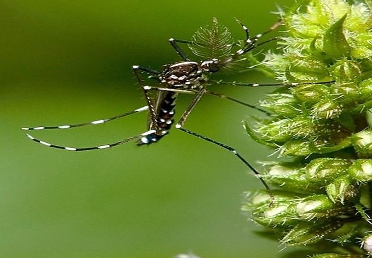 Has the mosquito had its Day?