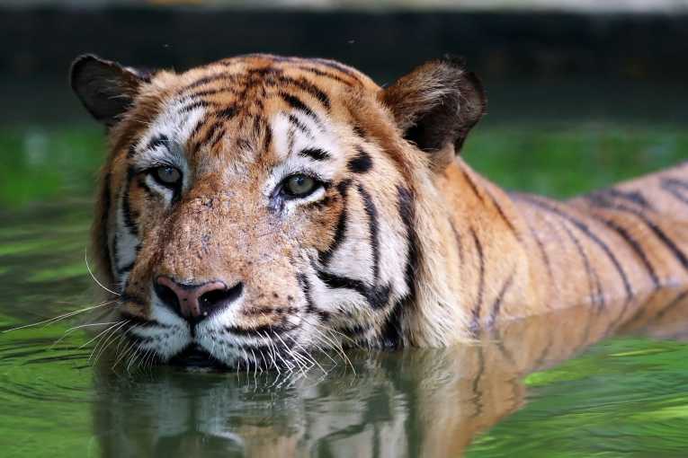 Markets on Myanmar border are illegal trade gateway for tiger parts